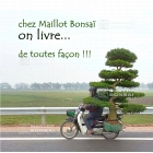 On Maillot bonsai shop delivery is our duty.