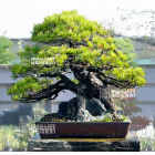 ANNULATION Portes ouvertes MAILLOT BONSAI