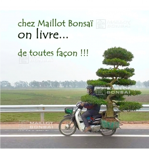 On Maillot bonsai shop delivery is our duty.