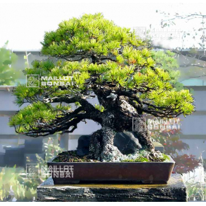 ANNULATION Portes ouvertes MAILLOT BONSAI