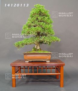Pinus thunbergii kyosuke Gun.