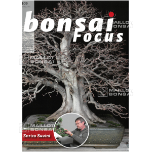 bonsai-focus-n-109