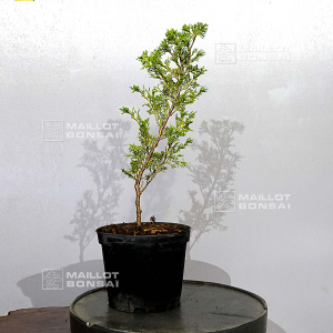 juniperus-chinensis-itoigawa-30-35-cm