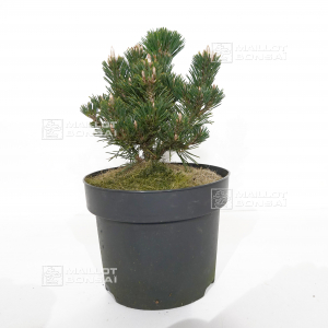 pinus-thunbergii-kotobuki