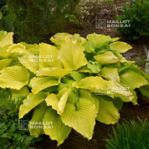 hosta-coast-to-coast