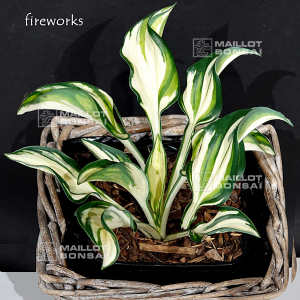 hosta-fireworks