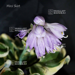 hosta-mini-skirt