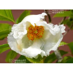 60-graines-pseudocamelia-japonica