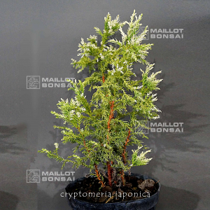 cryptomeria-japonica-meijiro