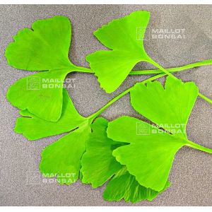 ginkgo-biloba-de-semis-en-godet