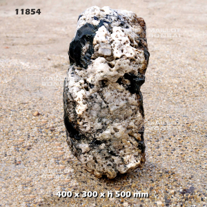 roche-samba-n-68-11854