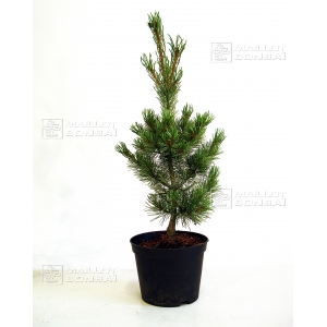 pinus-pentaphylla-variete-blue-lou-pot-20-litres