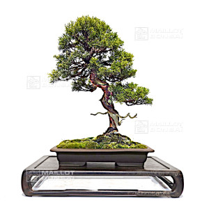 juniperus-chinensis-itoigawa-080902314