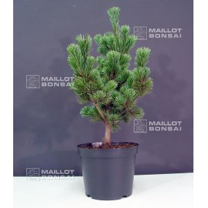 pinus-parviflora-ssp-pentaphylla-hagoromo-pot-4-l
