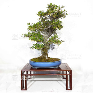 eleagnus-pungens-15040221