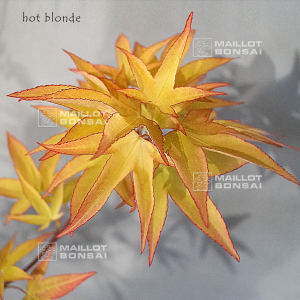hot-blonde-baby-size