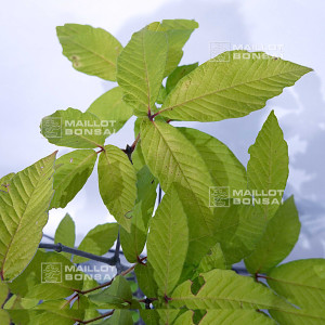 acer-maximowiczianum