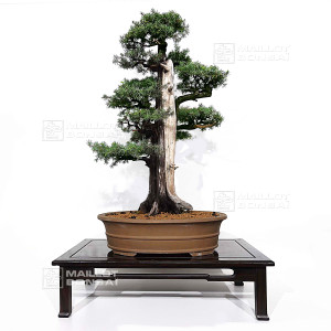 juniperus-rigida-ref-19070252