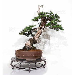 juniperus-rigida-21070252