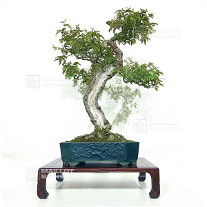 eleagnus-pungens-28070254