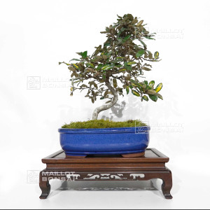 eleagnus-pungens-maculata-aurea-12020258