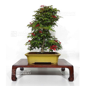 acer-palmatum-deshojo-24070253