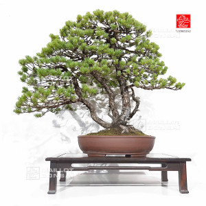 pinus-pentaphylla-ref-12080252