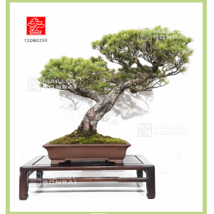 pinus-pentaphylla-nasu-goyo-ref-12080253