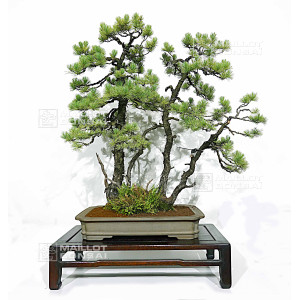 pinus-pentaphylla-ref-08080251