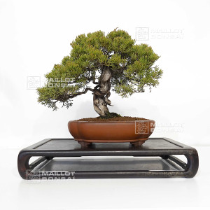 juniperus-chinensis-itoigawa-ref-12020255