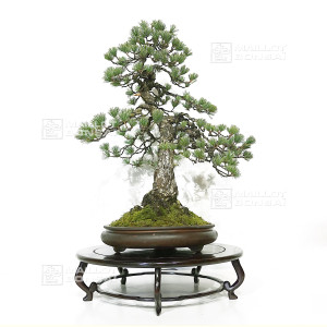 pinus-pentaphylla-ref-120202511