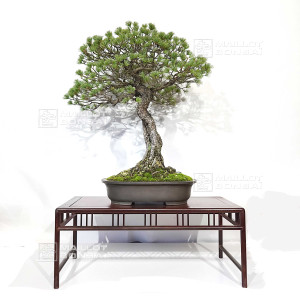 pinus-pentaphylla-ref-12020251