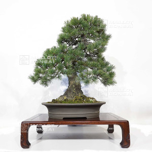 pinus-pentaphylla-du-japon-ref-12020256