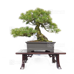 pinus-pentaphylla-ref-12020253