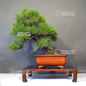 pinus-thunbergii-12100241