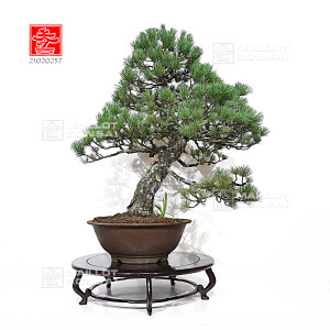 pinus-pentaphylla-21020257