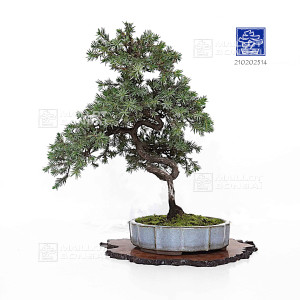 juniperus-rigida-ref-210202514