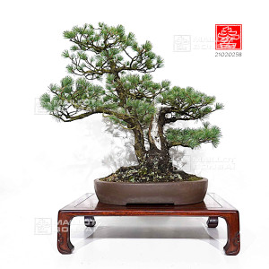 pinus-pentaphylla-ref-21020258