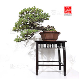 pinus-pentaphylla-nasu-goyo-ref-21020259