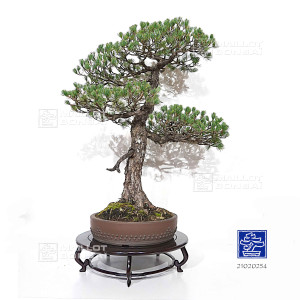 pinus-pentaphylla-ref-21020254