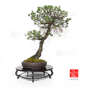 pinus-pentaphylla-ref-21020256