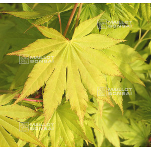 acer-shirasawanum-jordan-seeds