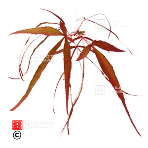 graines-d-acer-amoenum-enkan