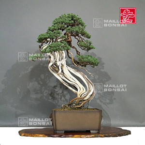 juniperus-chinensis-itoigawa-ref-09020201