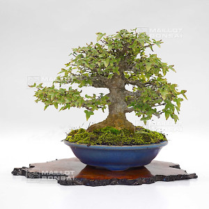 acer-buergerianum-ref-25090251