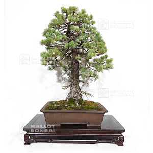 pinus-pentaphylla-ref-25090254