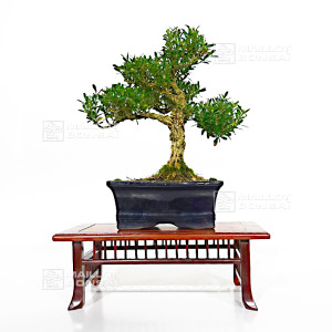 buxus-harlandii-bonsai-ref-10