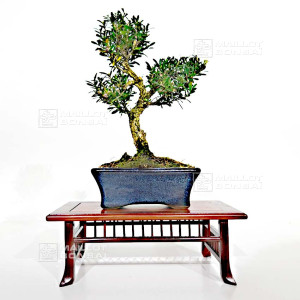 buxus-harlandii-ref-11