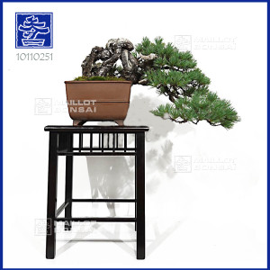 pinus-pentaphylla-ref-10100251