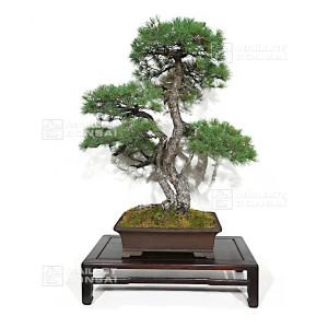 pinus-pentaphylla-ref-10110255